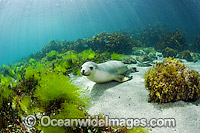 Australian Sea Lions playing Photo - Michael Patrick O'Neill