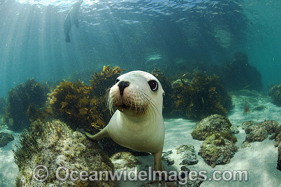Australian Sea Lions swimming photo Australian Sea Lions swimming photo