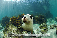 Australian Sea Lions swimming Photo - Michael Patrick O'Neill
