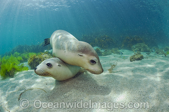 Australian Sea Lions playing photo Australian Sea Lions playing photo