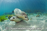 Australian Sea Lions playing Photo - Michael Patrick O'Neill