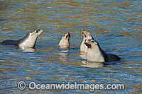 Australian Sea Lions playing in the shallows Photo - Michael Patrick O'Neill