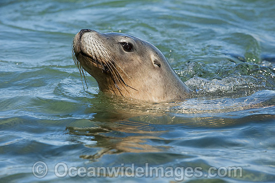 Australian Sea Lions swimming in shallows photo