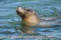 Australian Sea Lions swimming in shallows Photo - Michael Patrick O'Neill
