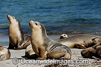 Australian Sea Lions on Hopins Island Photo - Michael Patrick O'Neill