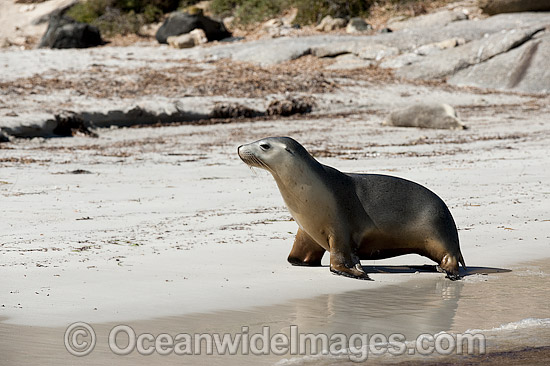 Australian Sea Lions on beach photo Australian Sea Lions on beach photo