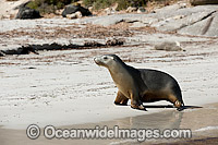 Australian Sea Lions on beach Photo - Michael Patrick O'Neill