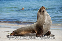 Australian Sea Lions on Hopins Island Photo - Michael Patrick O'Neill