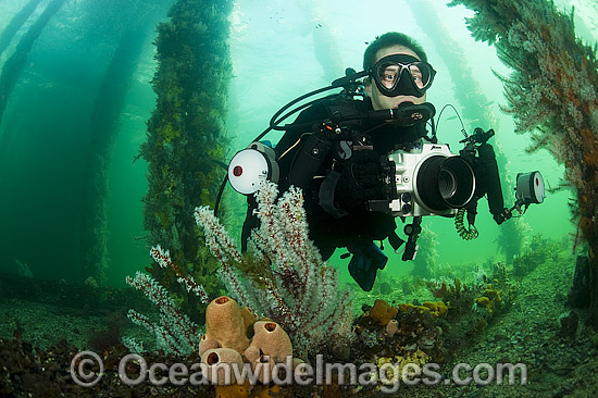 Scuba Diver under Jetty in South Australia photo Scuba Diver under Jetty in South Australia photo