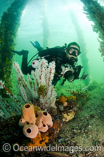 Scuba Diver under Pier in South Australia photo Scuba Diver under Pier in South Australia photo