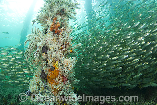 Yellowtail Scad under South Australia Jetty photo Yellowtail Scad under South Australia Jetty photo