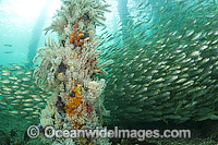 Yellowtail Scad under South Australia Jetty Photo - Michael Patrick O'Neill