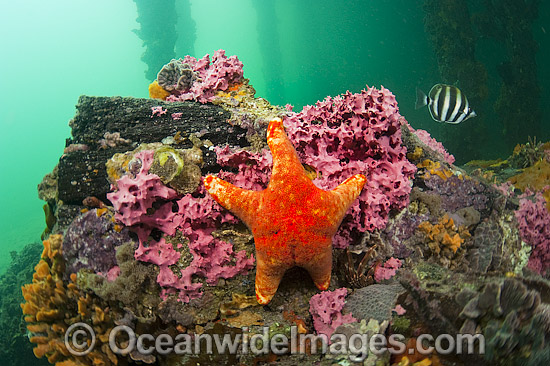 Underwater habitat Edithburgh Jetty photo Underwater habitat Edithburgh Jetty photo