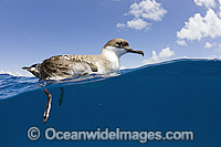 Great Shearwater on surface Photo - Michael Patrick O'Neill