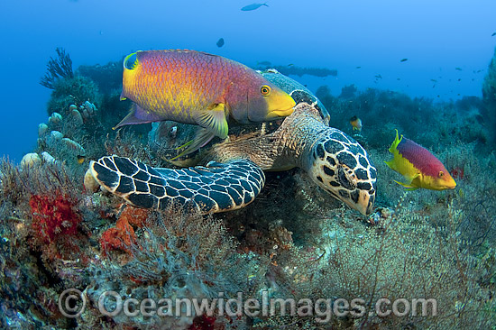Hawksbill Turtle and Spanish Hogfish photo Hawksbill Turtle and Spanish Hogfish photo