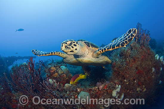 Hawksbill Turtle at Mispah Shipwreck photo Hawksbill Turtle at Mispah Shipwreck photo