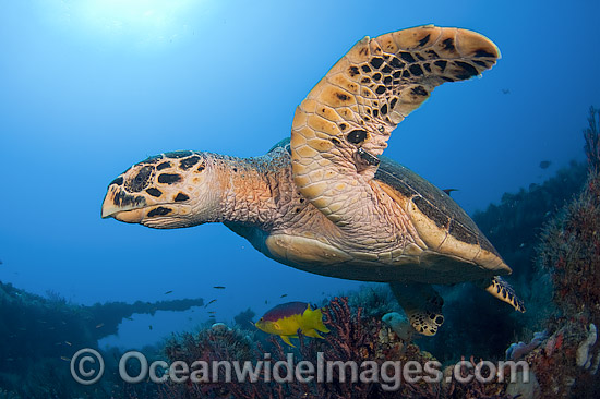 Hawksbill Turtle swimming photo Hawksbill Turtle swimming photo