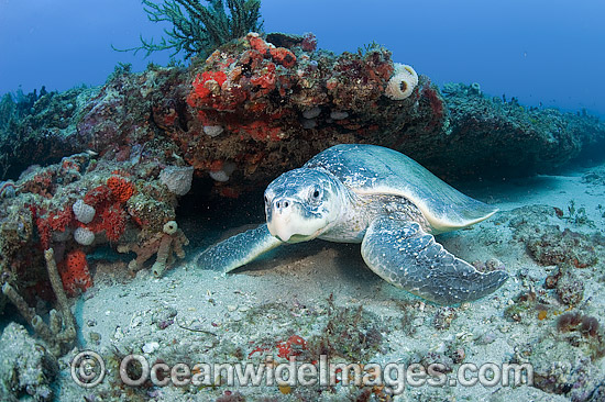 Kemp's Ridley Sea Turtle photo Kemp's Ridley Sea Turtle photo