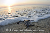 Leatherback Turtle hatchling Photo - Michael Patrick O'Neill
