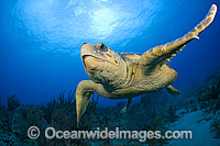 Loggerhead Turtle Photo - Michael Patrick O'Neill