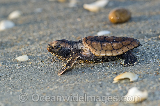 Loggerhead Sea Turtle hatchling photo Loggerhead Sea Turtle hatchling photo