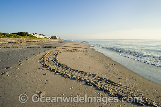 Loggerhead Turtle tracks on beach photo Loggerhead Turtle tracks on beach photo