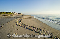 Loggerhead Turtle tracks on beach Photo - Michael Patrick O'Neill