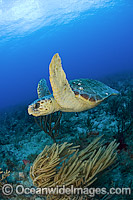 Loggerhead Sea Turtle Florida Photo - Michael Patrick O'Neill