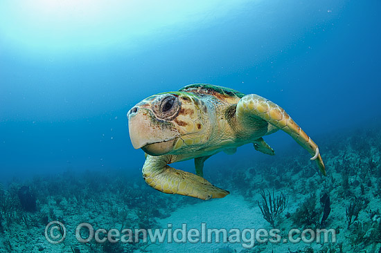 Loggerhead Sea Turtle photo Loggerhead Sea Turtle photo