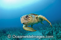Loggerhead Sea Turtle Photo - Michael Patrick O'Neill