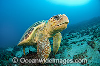 Loggerhead Sea Turtle Photo - Michael Patrick O'Neill
