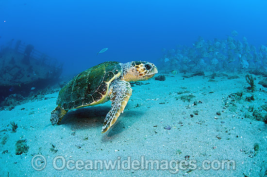 Loggerhead Sea Turtle photo Loggerhead Sea Turtle photo