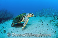 Loggerhead Sea Turtle Photo - Michael Patrick O'Neill
