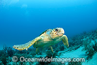 Loggerhead Sea Turtle Photo - Michael Patrick O'Neill