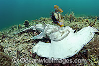 Hammerhead Shark killed by fisherman Photo - Michael Patrick O'Neill