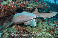 Nurse Shark Photo - Michael Patrick O'Neill