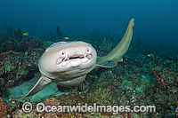 Nurse Shark Photo - Michael Patrick O'Neill