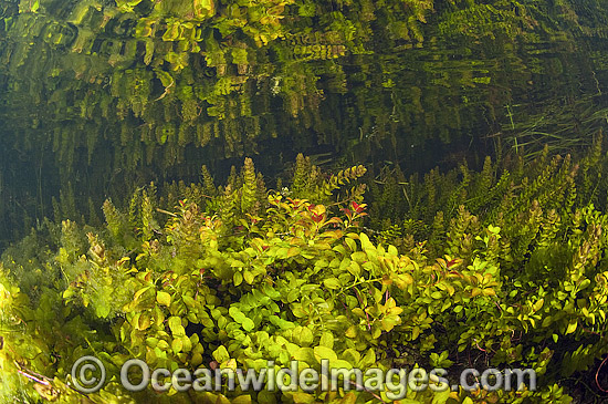 Plants in Florida Everglades photo Plants in Florida Everglades photo