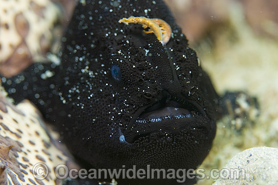 Black-phase Striated Frogfish photo Black-phase Striated Frogfish photo