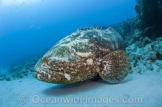 Atlantic Goliath Grouper photo