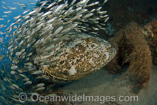 Goliath Grouper surrounded by Cigar Minnows photo
