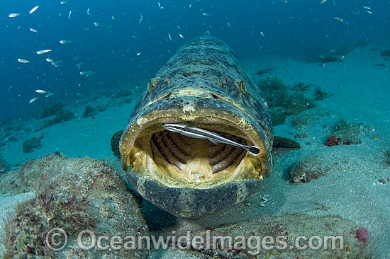 Remora cleaning Atlantic Goliath Grouper photo