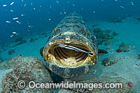 Remora cleaning Atlantic Goliath Grouper Photo - MIchael Patrick O'Neill