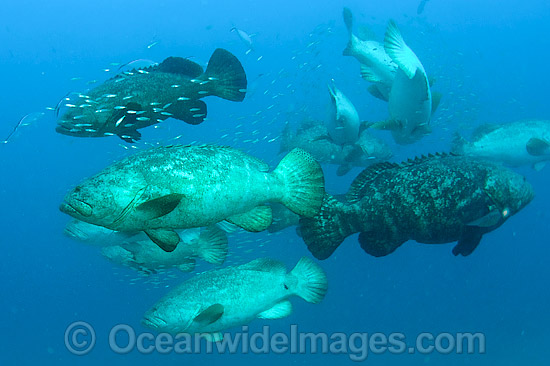 Goliath Groupers during spawning aggregation photo