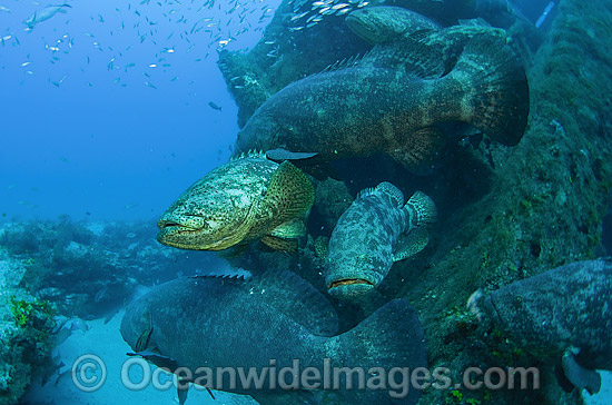 Goliath Grouper around shipwreck photo