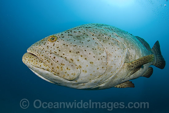 Goliath Groupers during spawning aggregation photo