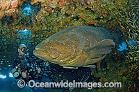 Scuba Diver and Atlantic Goliath Grouper Photo - MIchael Patrick O'Neill
