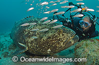 Scuba Diver and Atlantic Goliath Grouper Photo - MIchael Patrick O'Neill