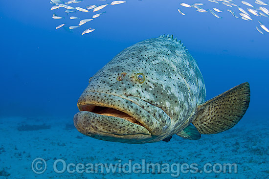 Atlantic Goliath Grouper surrounded by Baitfish photo