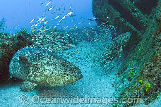 Atlantic Goliath Grouper around shipwreck photo